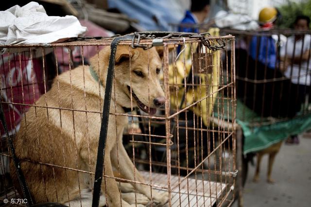 玉林荔枝狗肉节在爱狗人士的反对声中如期举办。
