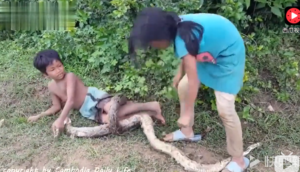 柬埔寨姐弟俩靠抓蛇为生，弟弟当诱饵引蛇出洞