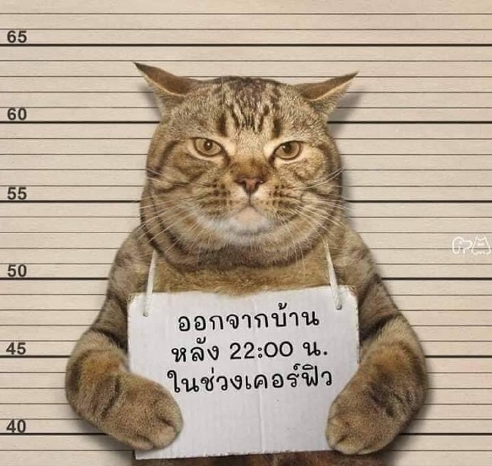 泰国警察逮捕了一只违反夜间外出禁令的猫[允悲][允悲]twi: nisizawa ​​​​