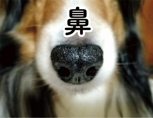 网友 たばね 自制了一款“狗鼻子”海绵