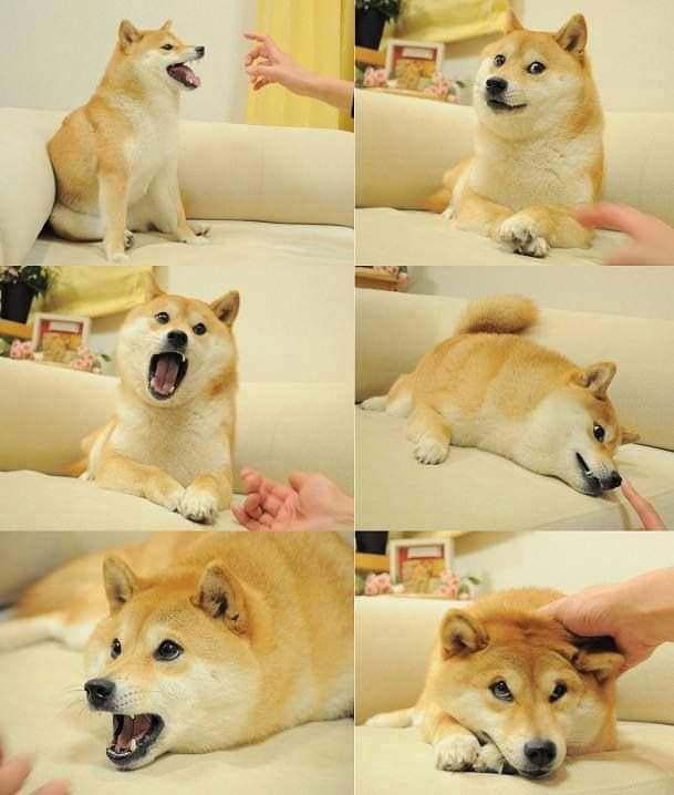 著名Doge表情包背后的狗狗「Kabosu」 16岁生日