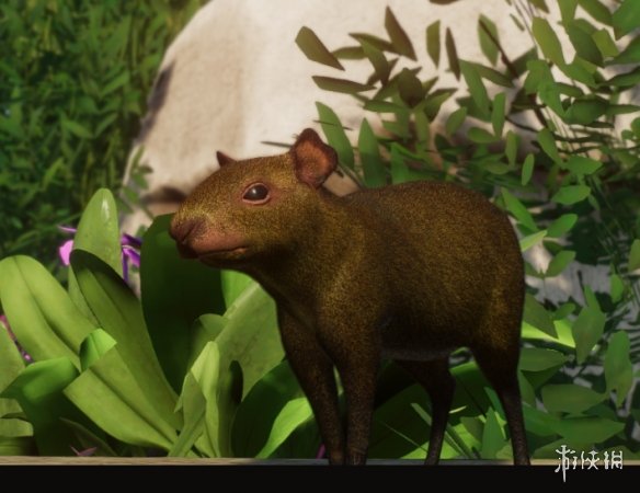 《动物园之星》增添墨西哥毛臀刺鼠作为新物种MOD电脑版下载