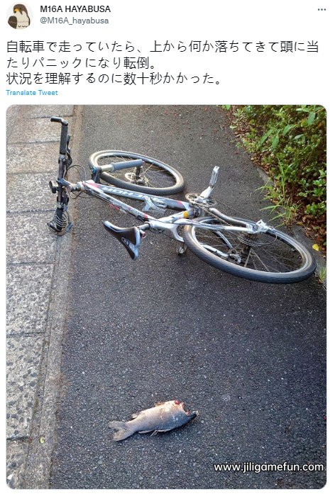 这很《日常》，日本网友「hayabusa」骑自行车被从天而降的鱼砸到