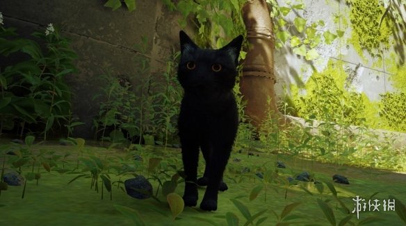 《迷失Stray》橙色眼睛的黑猫MOD电脑版下载