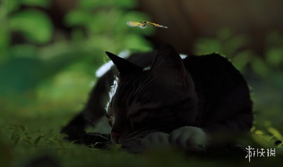 《迷失Stray》可爱幼小狸花猫MOD电脑版下载