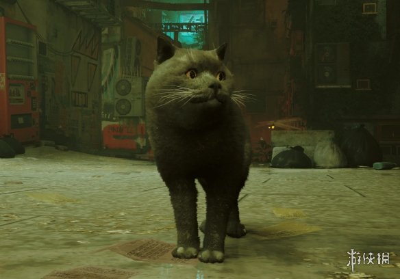 《迷失Stray》灰色英短猫MOD电脑版下载