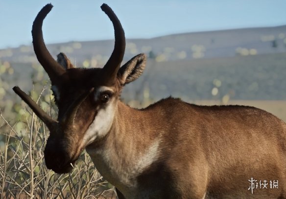 《动物园之星》新增灭绝物种四角鹿MOD电脑版下载