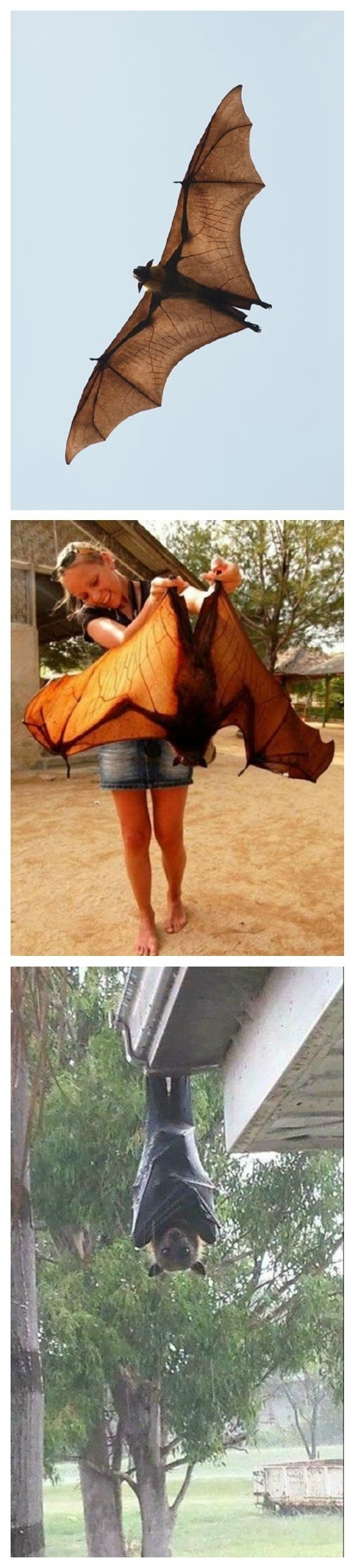 印度狐蝠Pteropus giganteus 带崽飞行，好大的蝙蝠